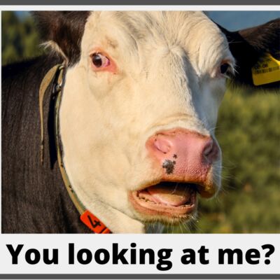 Cow You looking at me Thumbnail