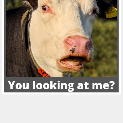 Cow - You looking at me Thumbnail