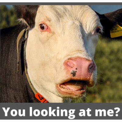 Cow You looking at me Thumbnail